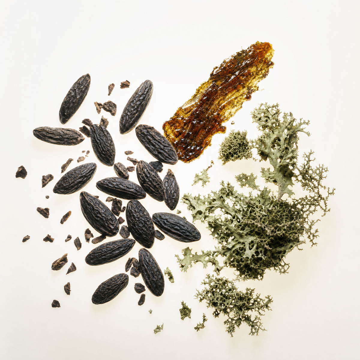 Lands - Tonka Bean, Civet, Oakmoss